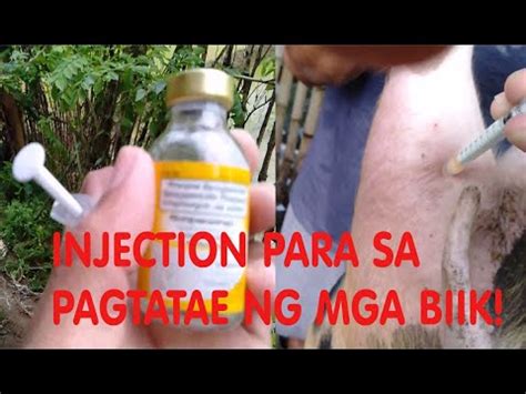 halamang gamot sa pagtatae ng biik